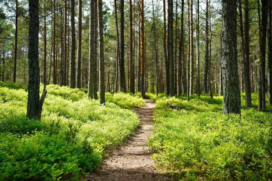 Dirt lane running between long grass and tall trees
